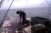 Dale Davis shoveling shrimp into an icebox - Apalachicola, Florida.