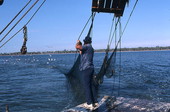 Lloyd's Seafood worker Dale Davis bringing his trawl net on the deck - Apalachicola Bay, Florida.