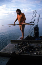 Ken Folsom deposits oysters onto a culling board - Apalachicola Bay, Florida.