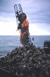 Ken Folsom deposits oysters onto a culling board - Apalachicola Bay, Florida.