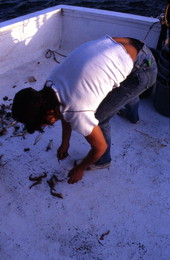 Greg Herrin picks up shrimp from the catch : Jacksonville, Florida.