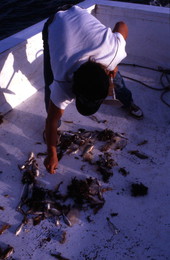 Greg Herrin picks up shrimp from the catch : Jacksonville, Florida.