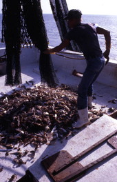 Charles Herrin empties trawl net : Jacksonville, Florida.