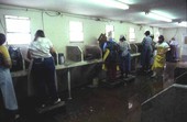 Oyster shuckers at D.W. Wilson Seafood Co. - Apalachicola, Florida.