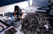 Donald Herrin picks up shrimp aboard the "Miss Joann" - Jacksonville, Florida.