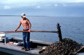 Cletis Anderson deposits oysters - Apalachicola Bay, Florida.