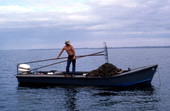 Cletis Anderson deposits oysters onto deck - Apalachicola Bay, Florida.