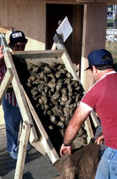 Oysters being inspected - Apalachicola, Florida.