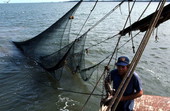 Dale Davis brings trawl net on the deck - Apalachicola Bay, Florida.