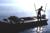 Cletis Anderson using oyster tongs - Apalachicola Bay, Florida.