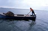 Cletis Anderson using oyster tongs - Apalachicola Bay, Florida.