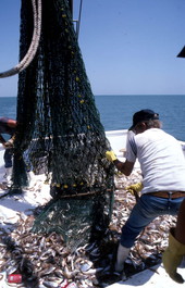 Donald Herrin opens net aboard the "Miss Joann" - Jacksonville, Florida