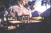 Traditional Seminole chickee - Brighton Reservation, Florida