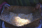 Basket of ground corn - Brighton Reservation, Florida