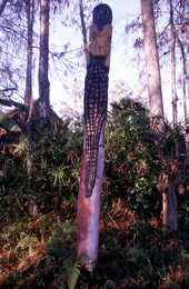 Carved pole on James Billie's property - Big Cypress Reservation, Florida