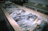 Fish for sale at Lewis and Sons Fish Market- New Berlin, Florida.