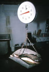 Fish being weighed on a scale at Lewis and Sons Fish Market- New Berlin, Florida.