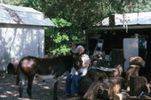 Unidentified woman sitting with a mule on wooden bowl maker David Barringer's property - Apopka, Florida
