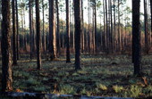 Apalachicola National Forest - Bristol, Florida