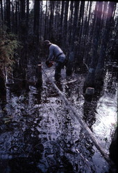 Robert Rudd cutting a cypress tree to make furniture with - Bronson, Florida