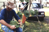 Lance Leonard making a palmetto hat, with completed hats in the background - Gasparilla Island, Florida