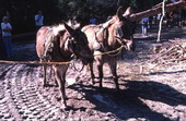 Mules pulling logs to grind sugar cane into syrup - White Springs, Florida