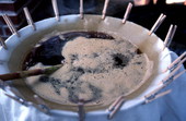 Sugar cane syrup being strained - White Springs, Florida