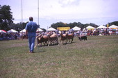 View showing sheepherding with border collie at the Scottish Highland Games in Dunedin, Florida.