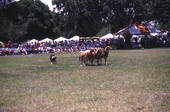 View of border collie herding sheep at the Scottish Highland Games in Dunedin, Florida.