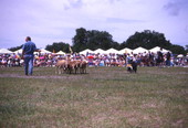 View showing border collie herding sheep at the Scottish Highland Games in Dunedin, Florida.
