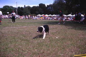 View of border collie involved with sheepherding at the Scottish Highland Games in Dunedin, Florida.