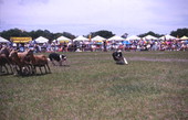 View of border collies herding sheep at the Scottish Highland Games in Dunedin, Florida.