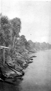 Exposure of coquina along Indian River - near Rockledge