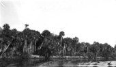 View on the Myakka River