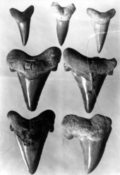 Shark teeth from hard rock phosphate deposits