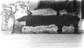 Rhinoceros and alligator fossils - Chicora, Florida