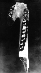 Lower jaw of rhinoceros from Amalgamated Phosphate Company - Brewster, Florida