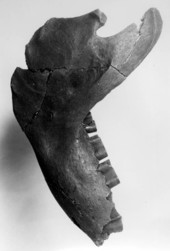 Chlamytherium jaw, exterior view - from Vero, Florida