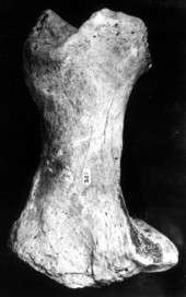 Tibia of Mylodon, or sloth