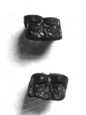 Teeth of Equus
