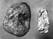 Phosphate pebble from the pit of the Pierce Phosphate Company - Pierce, Florida
