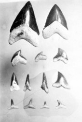Sharks' teeth from the Bone Valley formation
