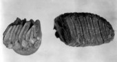Molar teeth of a capybara-like rodent found in river pebble phosphate deposits