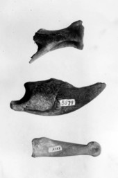 Proximal phalanx of camel (bottom), claw of Megalonyx (center), and scapula of deer(top)