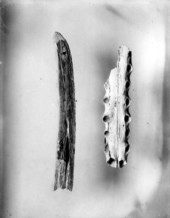 Lower jaw of a Tomistoma americana