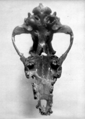 Underside of the skull of Canis ayersi