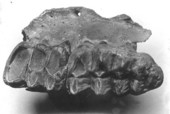 Part of jaw of Mammut americanum found at Vero