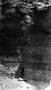 Coquina in Carl H. Fay pit - Eau Gallie, Florida