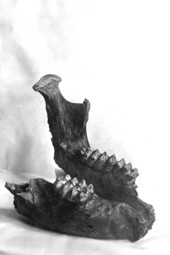 Mastodon jaw from Wakulla Springs