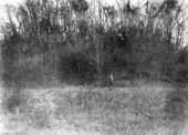 One of the Lake Jackson Mounds :Tallahassee, Florida.